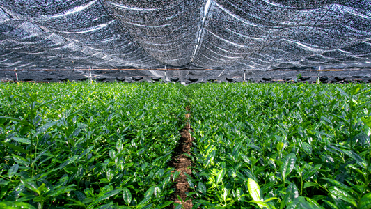 What is Special about Shincha?